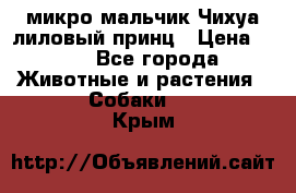 микро мальчик Чихуа лиловый принц › Цена ­ 90 - Все города Животные и растения » Собаки   . Крым